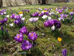 bunter Frühlingsgruß