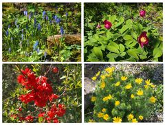 Bunter Frühlingsmix im Botanischen Garten