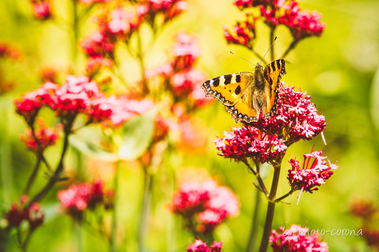 Bunter Gartensommer mit Schmetterling