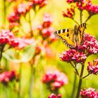Bunter Gartensommer mit Schmetterling