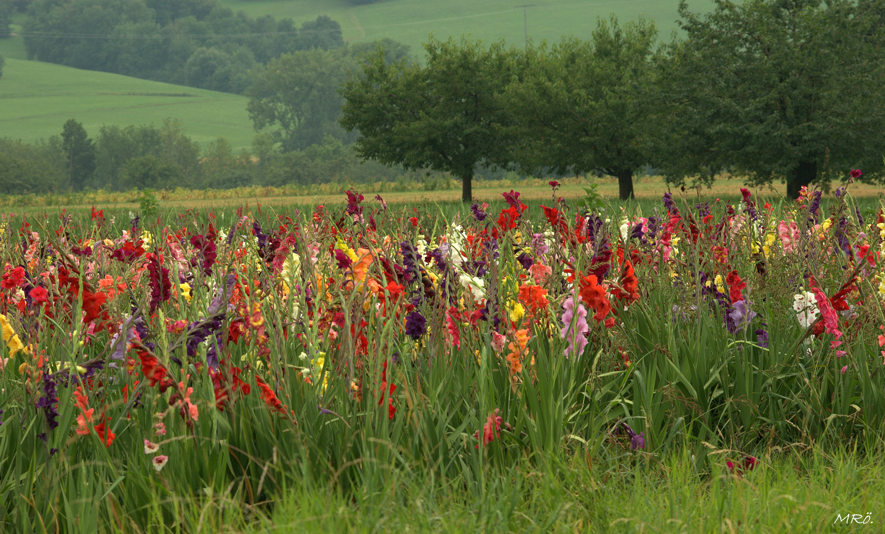 " Bunter - Gladiolentraum Nr.2 "