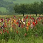 " Bunter - Gladiolentraum Nr.2 "