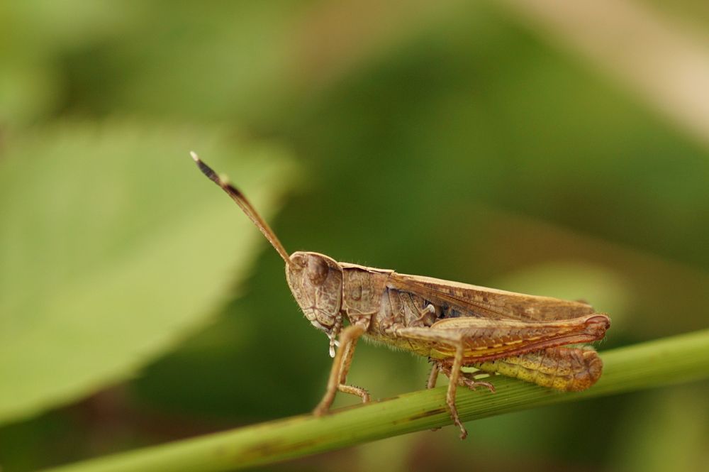 Bunter Grashüpfer