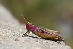 Bunter Grashüpfer Weibchen