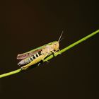 Bunter Graßhüpfer (Omocestus viridulus)