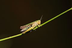 Bunter Graßhüpfer (Omocestus viridulus)