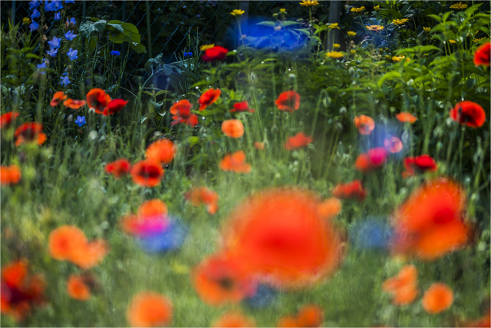 ... Bunter Gruß vom Gartenzaun ...