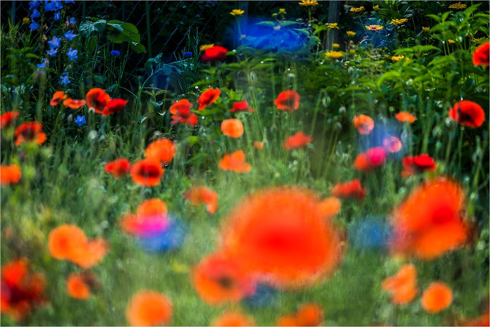 ... Bunter Gruß vom Gartenzaun ...