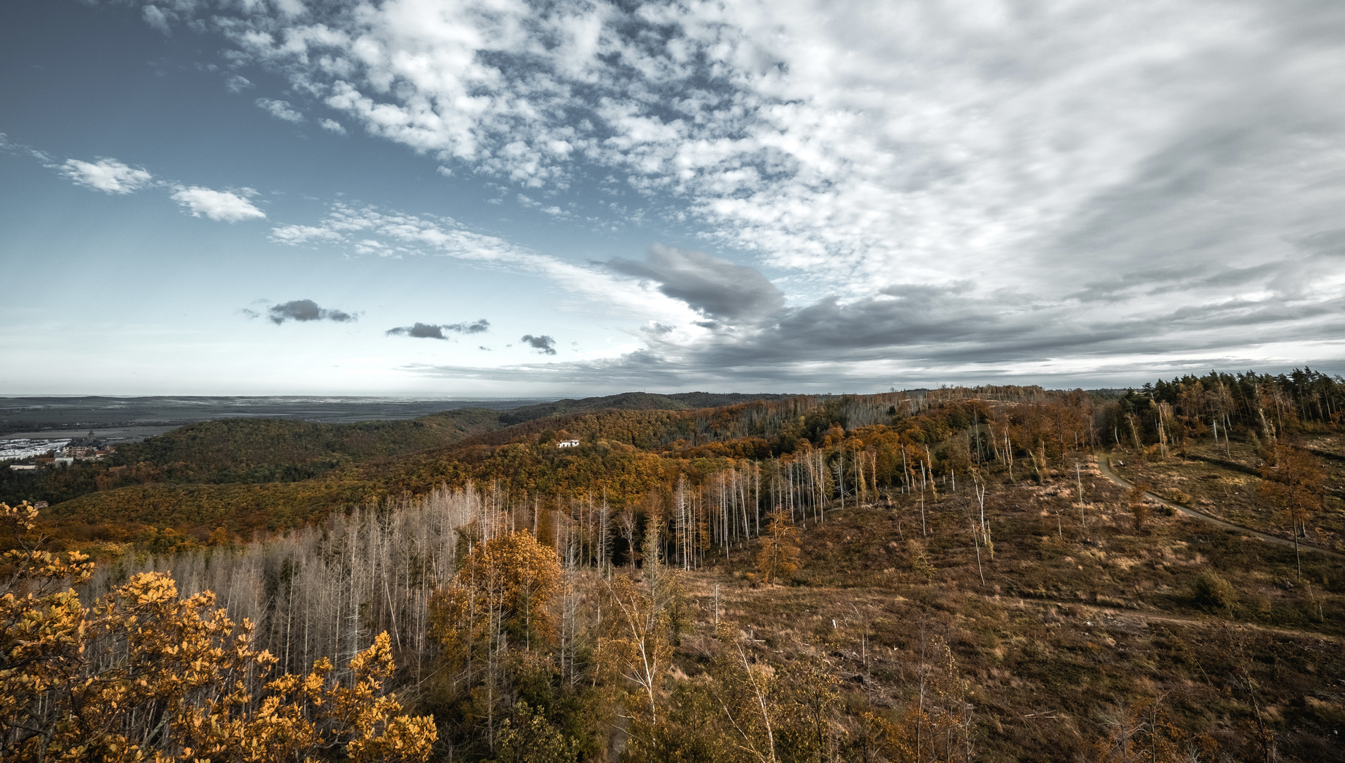 Bunter Harz . 2