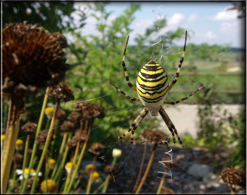 Bunter Helfer im Garten