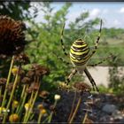 Bunter Helfer im Garten