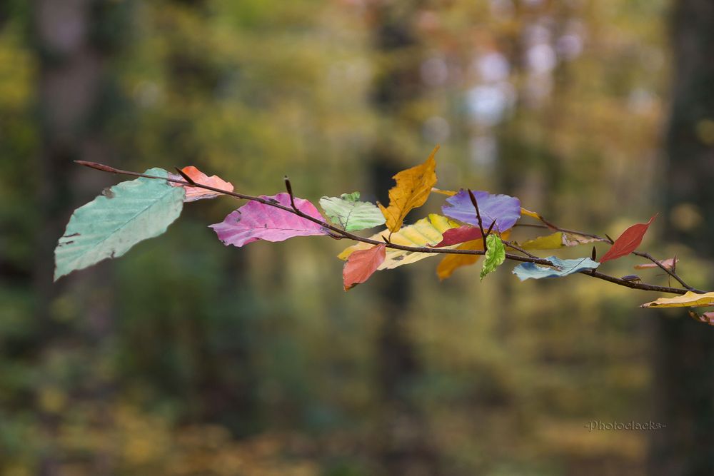 Bunter Herbst