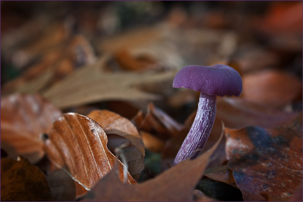 Bunter Herbst