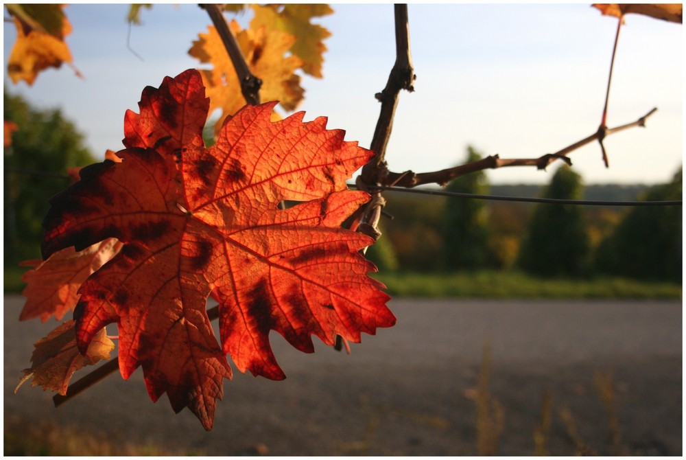 bunter Herbst