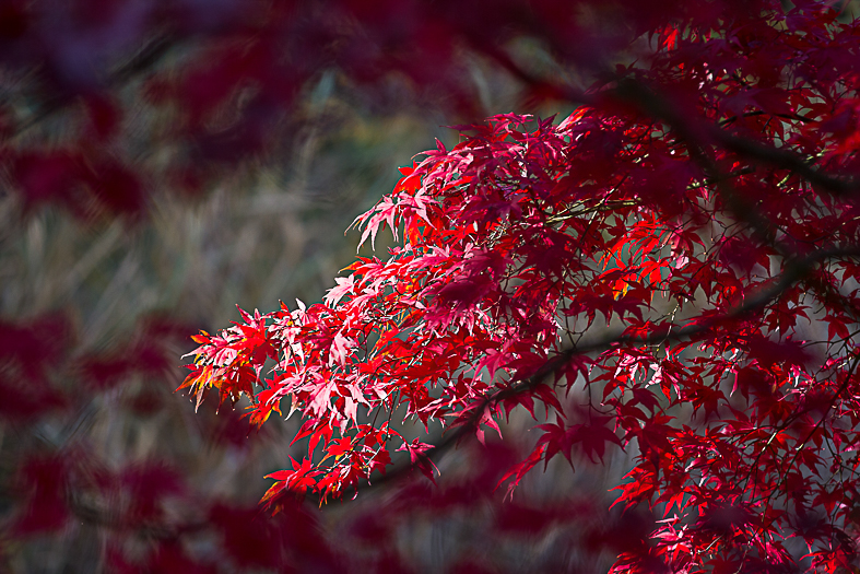 Bunter Herbst 1