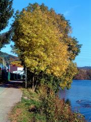 Bunter Herbst 1