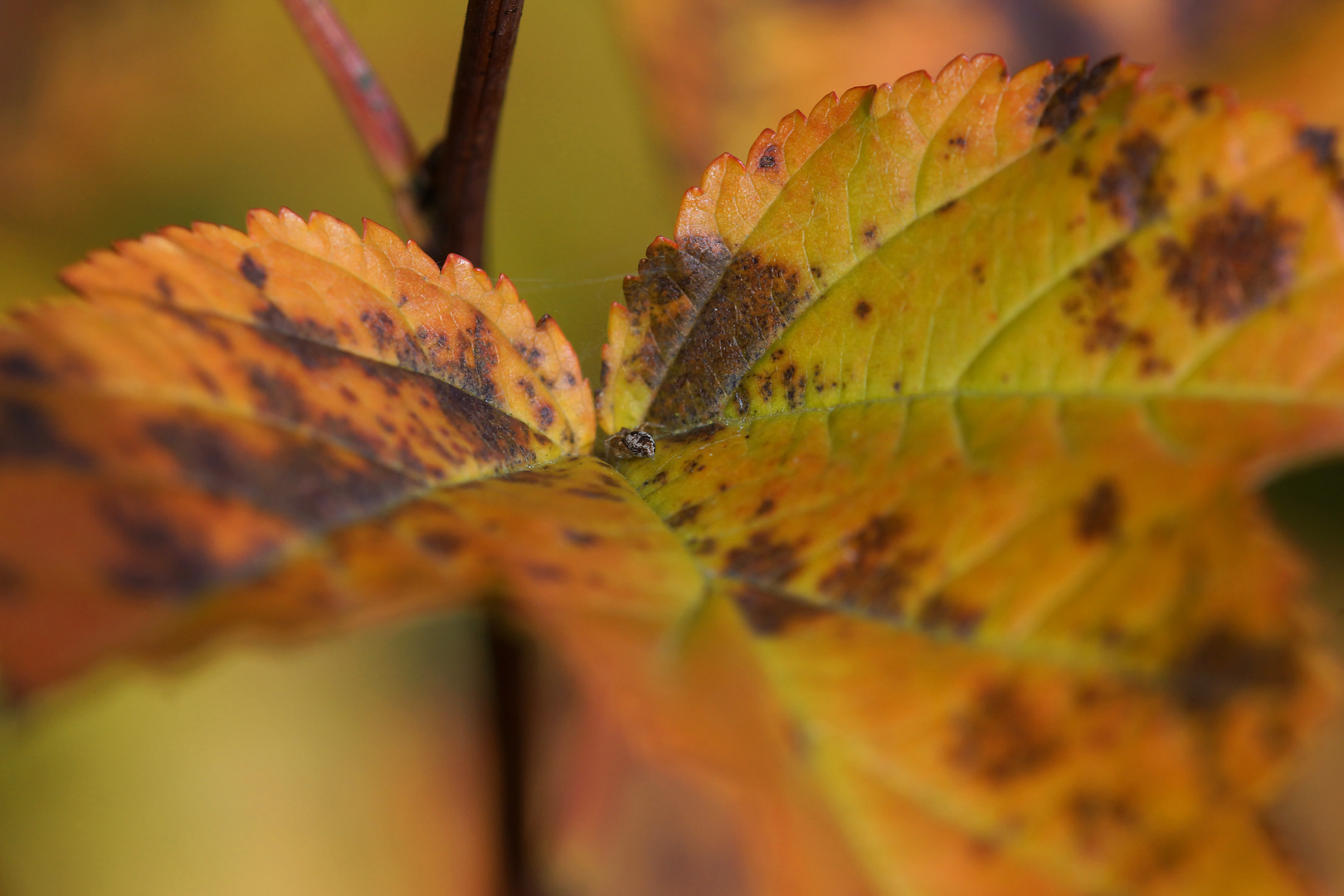 Bunter Herbst 1