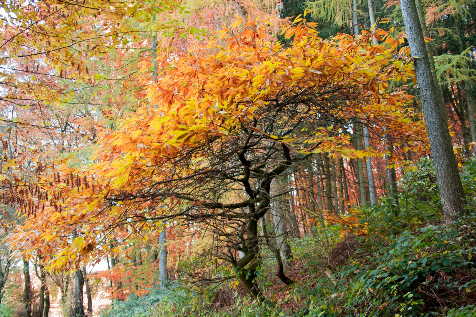 Bunter Herbst