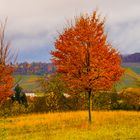 Bunter Herbst - 2- 