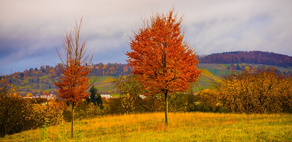 Bunter Herbst - 2- 