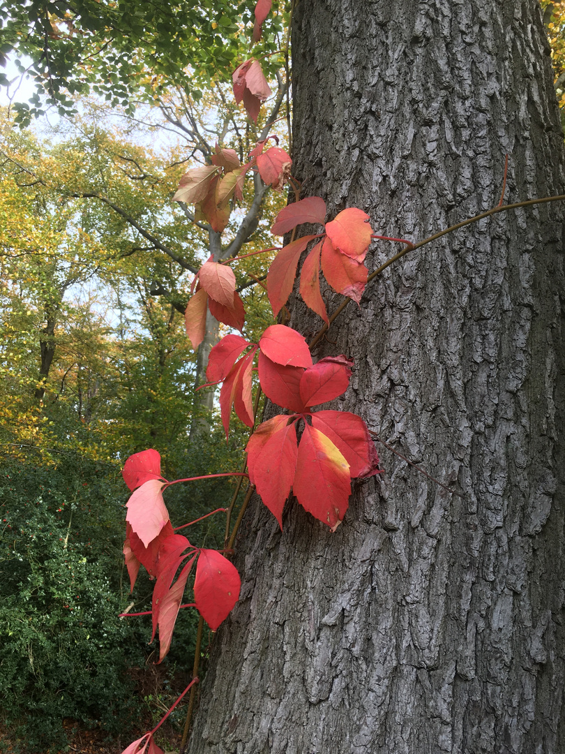 bunter Herbst