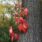 bunter Herbst