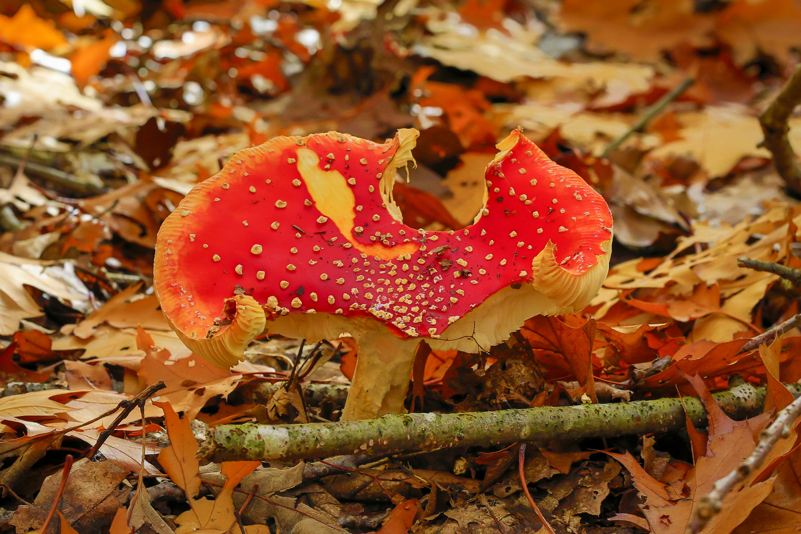 Bunter Herbst