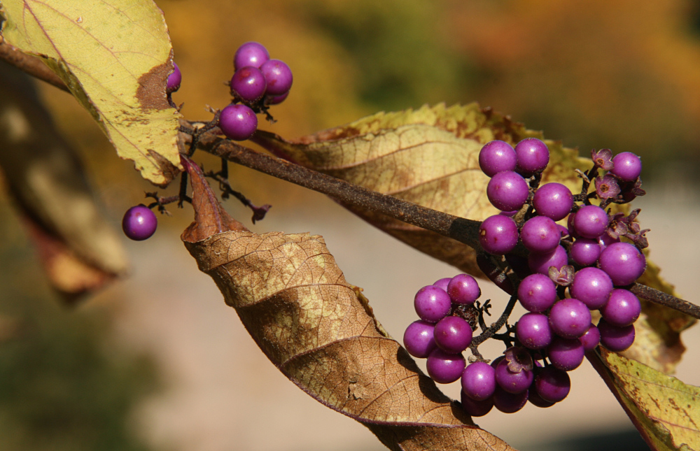 Bunter Herbst