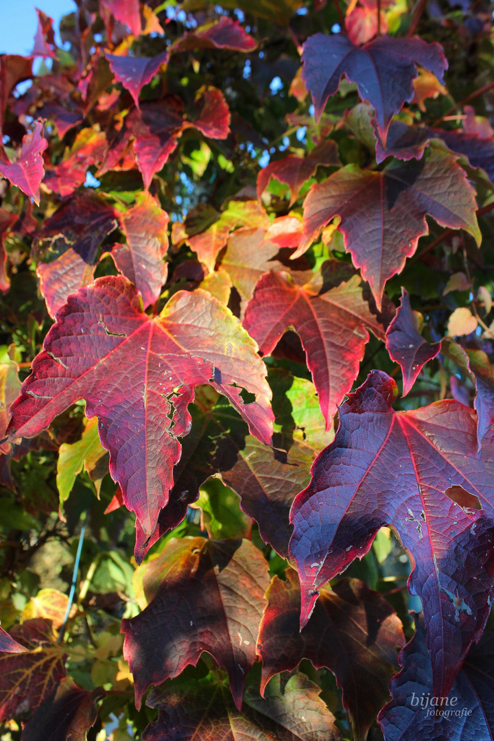 Bunter Herbst