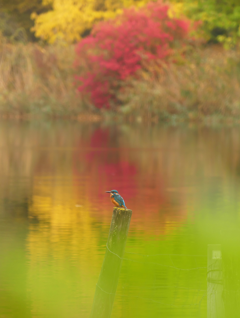 Bunter Herbst