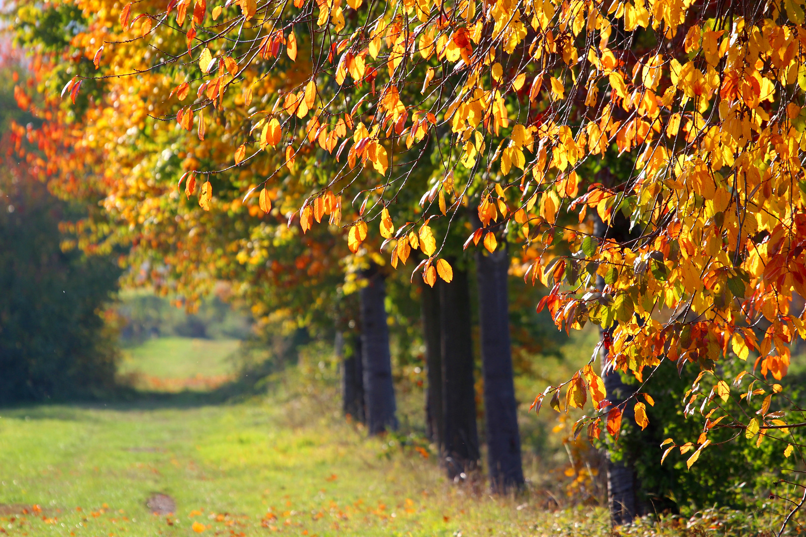 Bunter Herbst