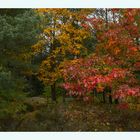 °Bunter Herbst°