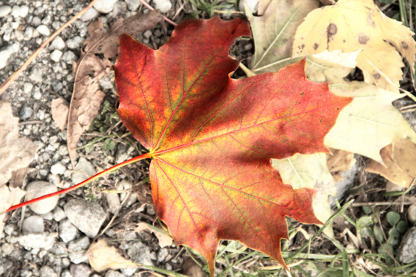 bunter Herbst