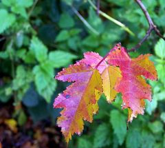 bunter Herbst!