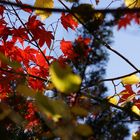 Bunter Herbst 5