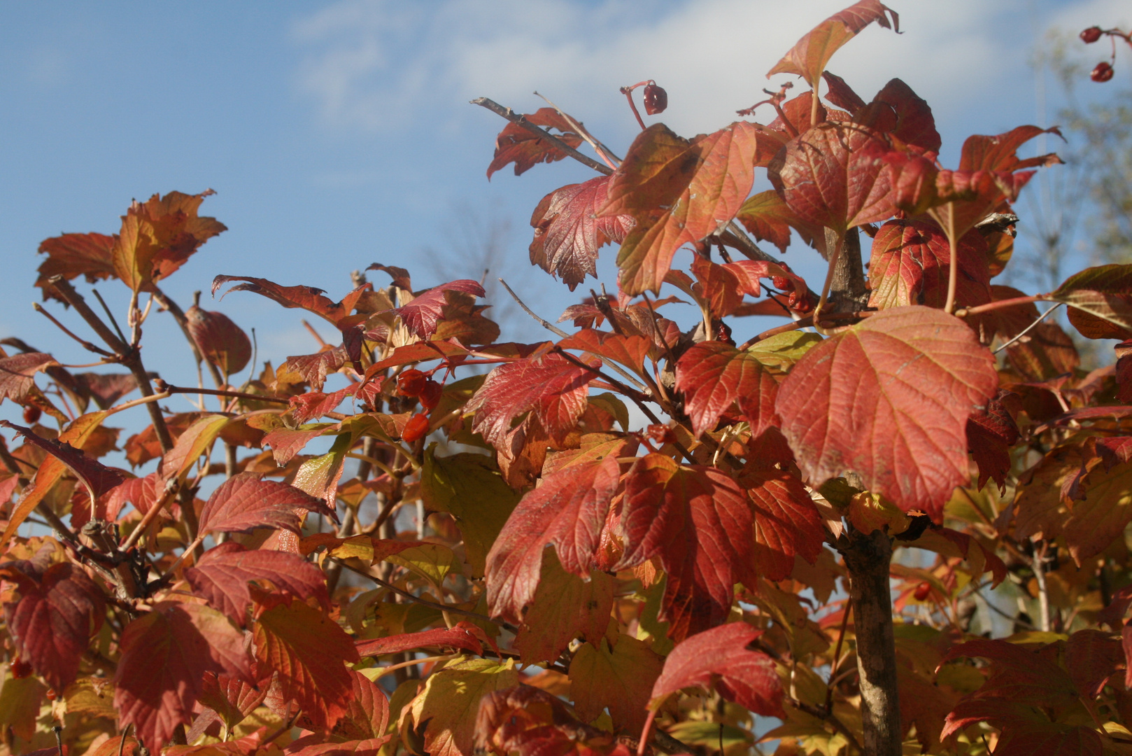 Bunter Herbst