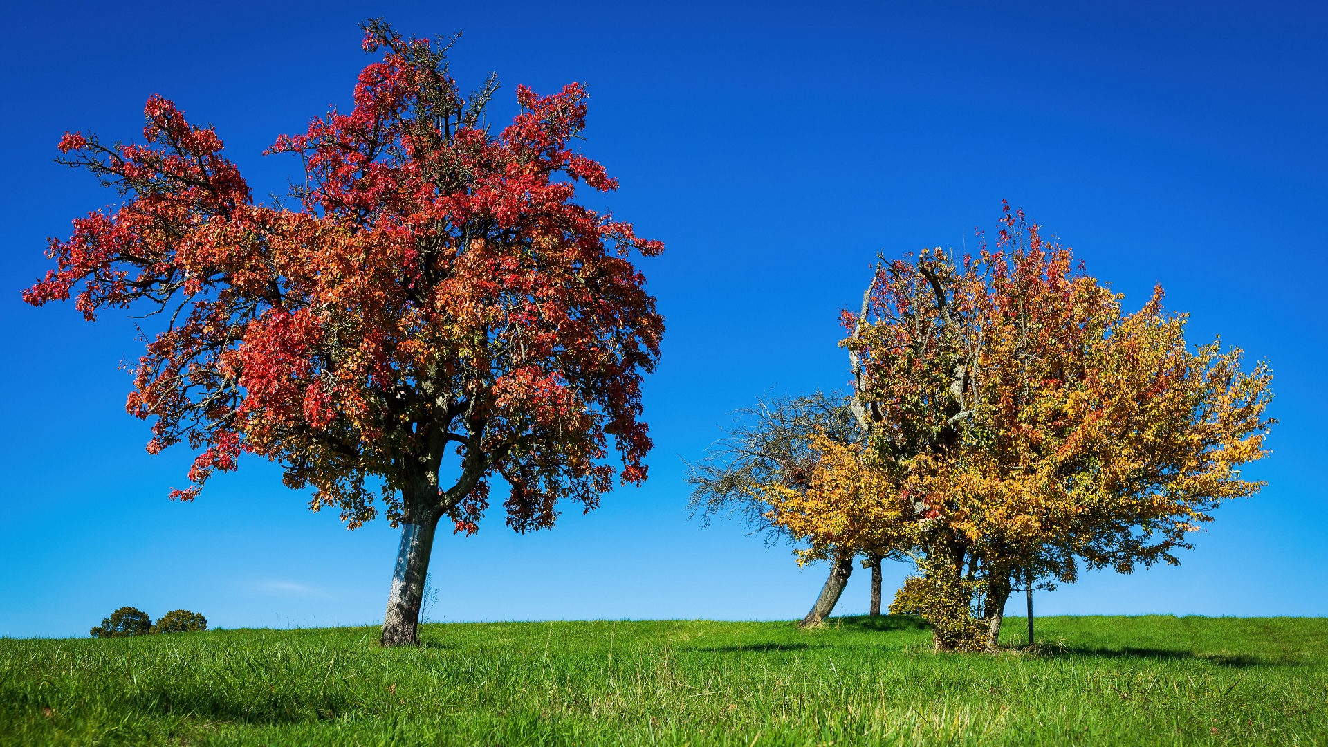 Bunter Herbst