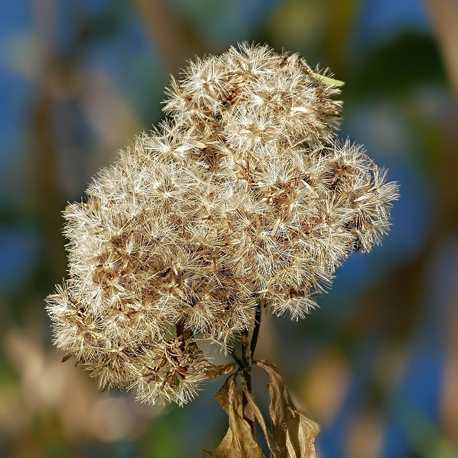 Bunter Herbst 7