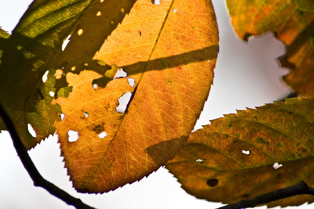 Bunter Herbst