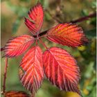 bunter Herbst