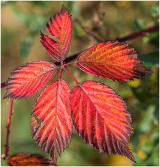 bunter Herbst