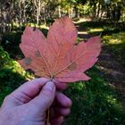 Bunter Herbst