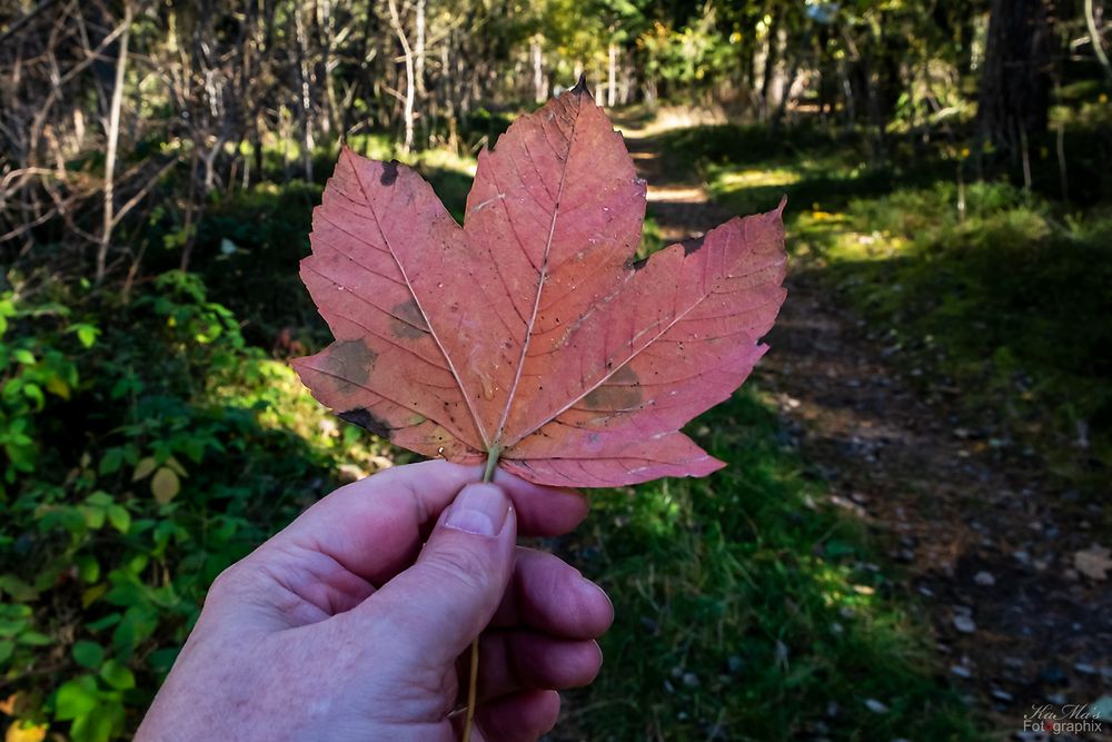 Bunter Herbst