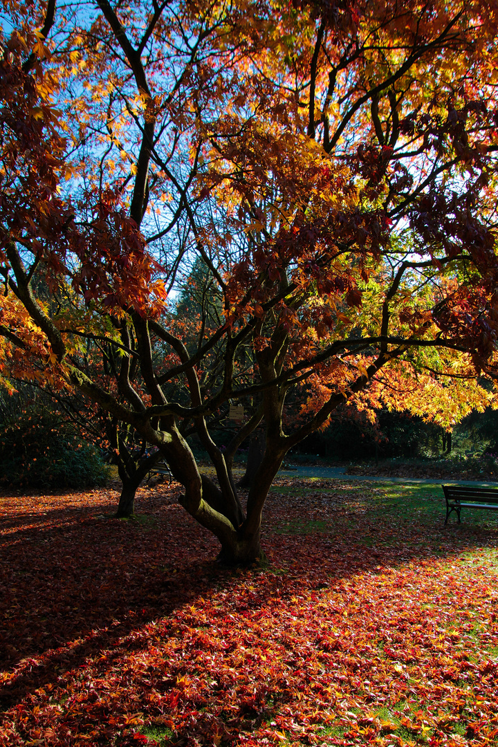 Bunter Herbst