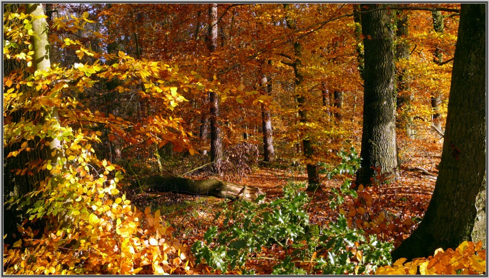 bunter Herbst