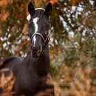 Bunter Herbst