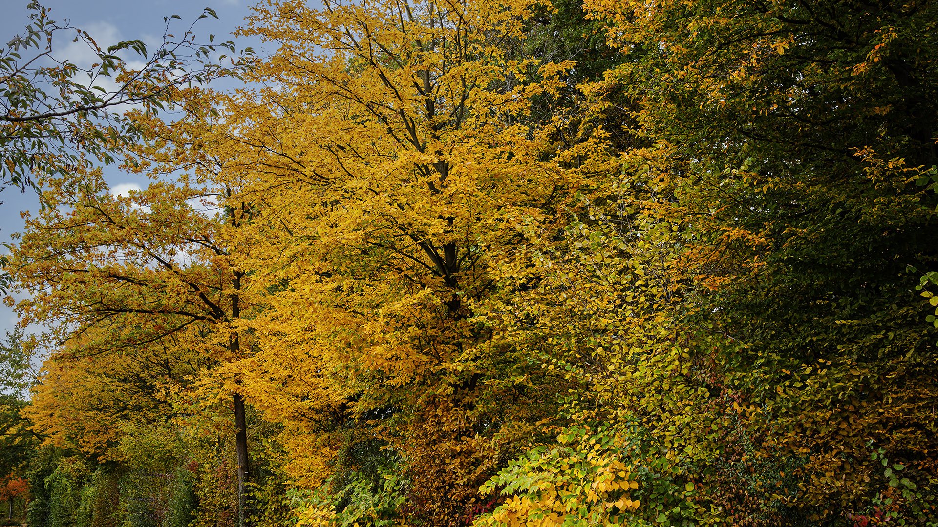 Bunter Herbst