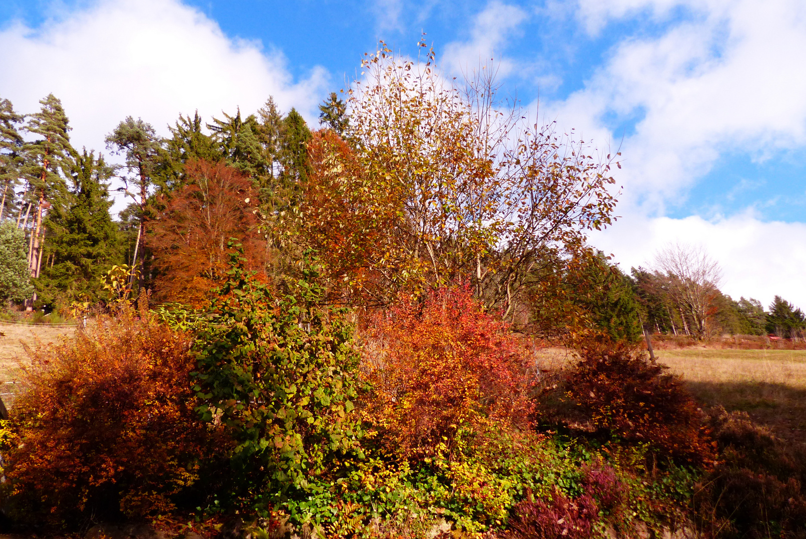 °°°° Bunter Herbst °°°°