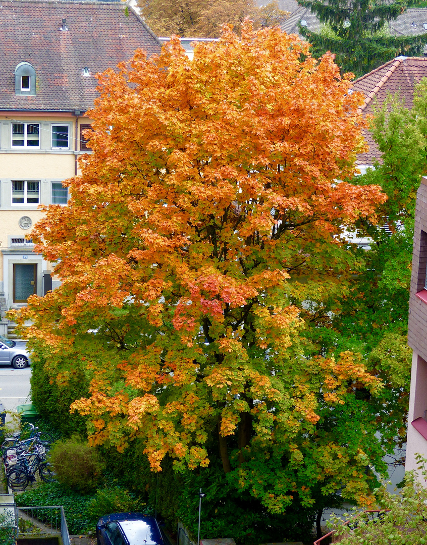 bunter Herbst