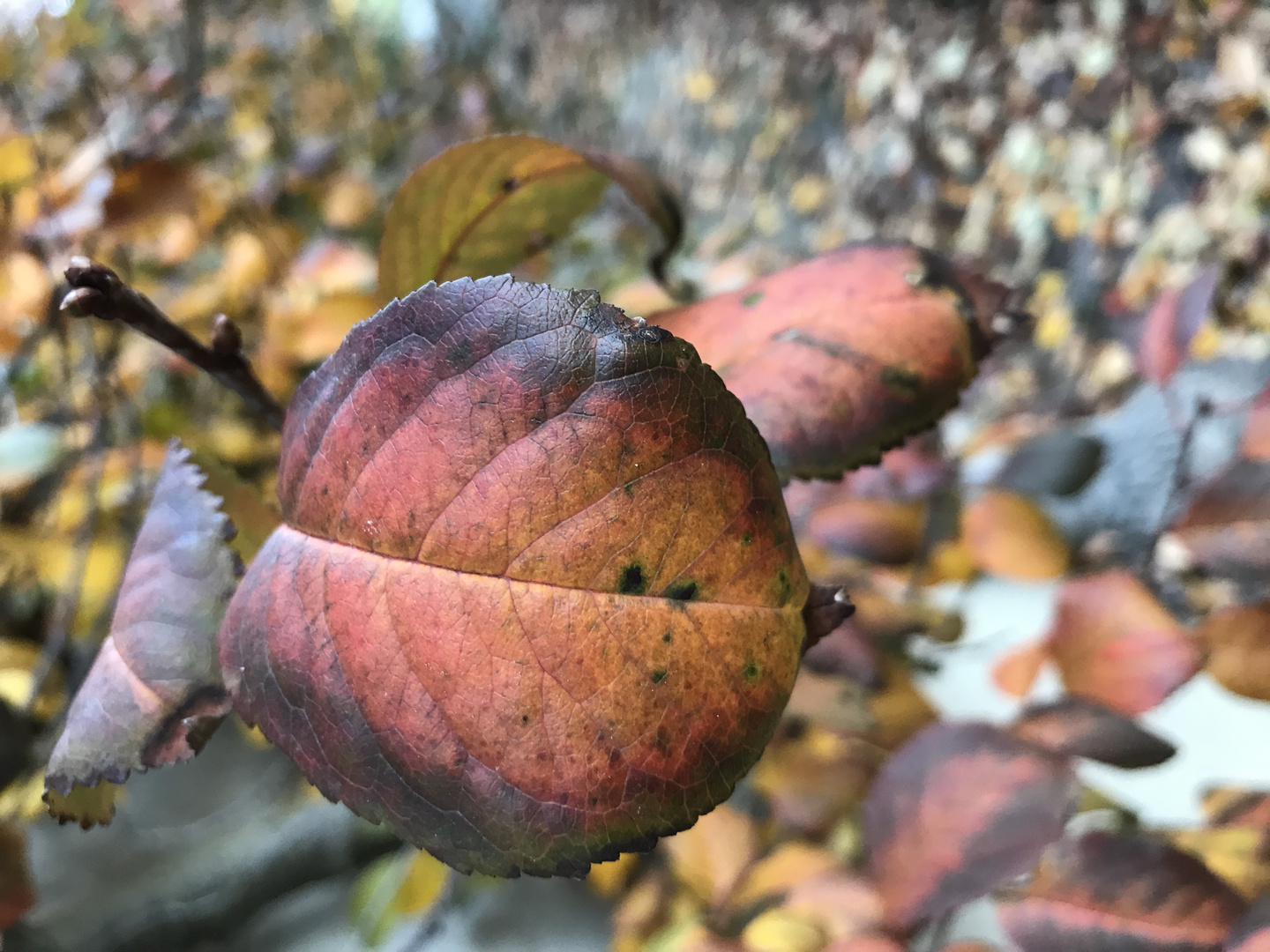 Bunter Herbst